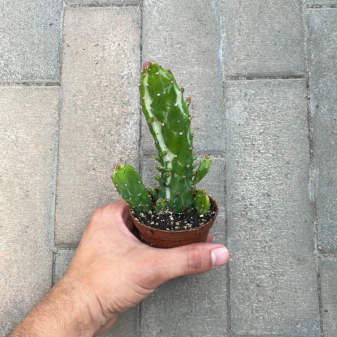 Opuntia Monacantha Variegata