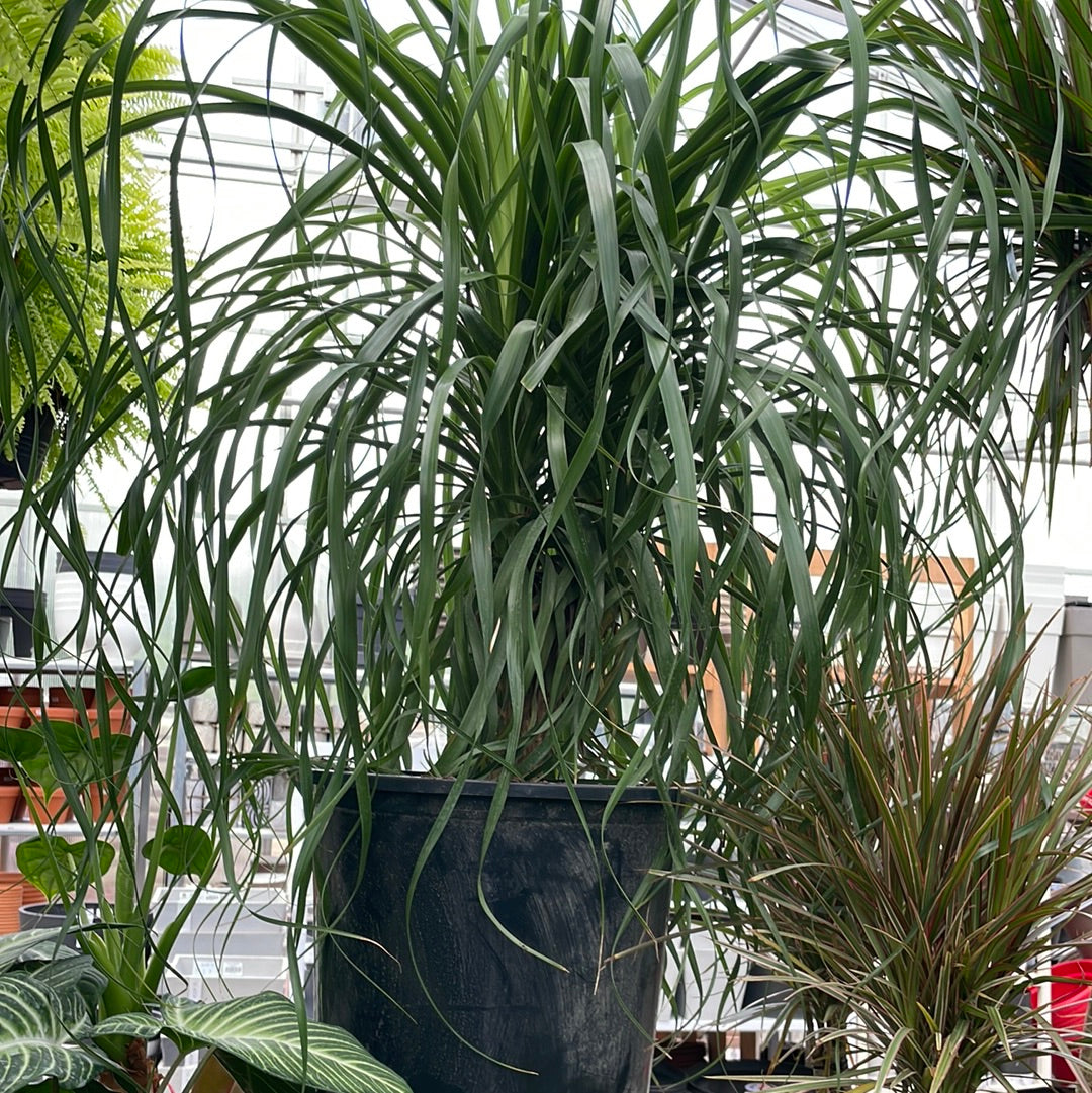 Beaucarnea Ponytail Palm