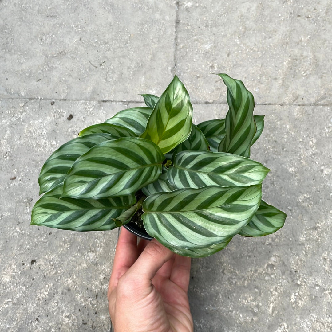 Calathea Freddie