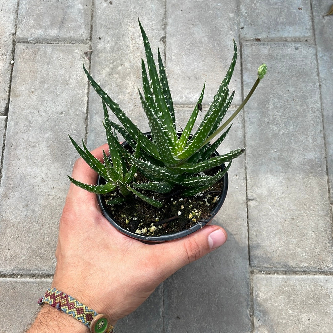 Aloe Delaine
