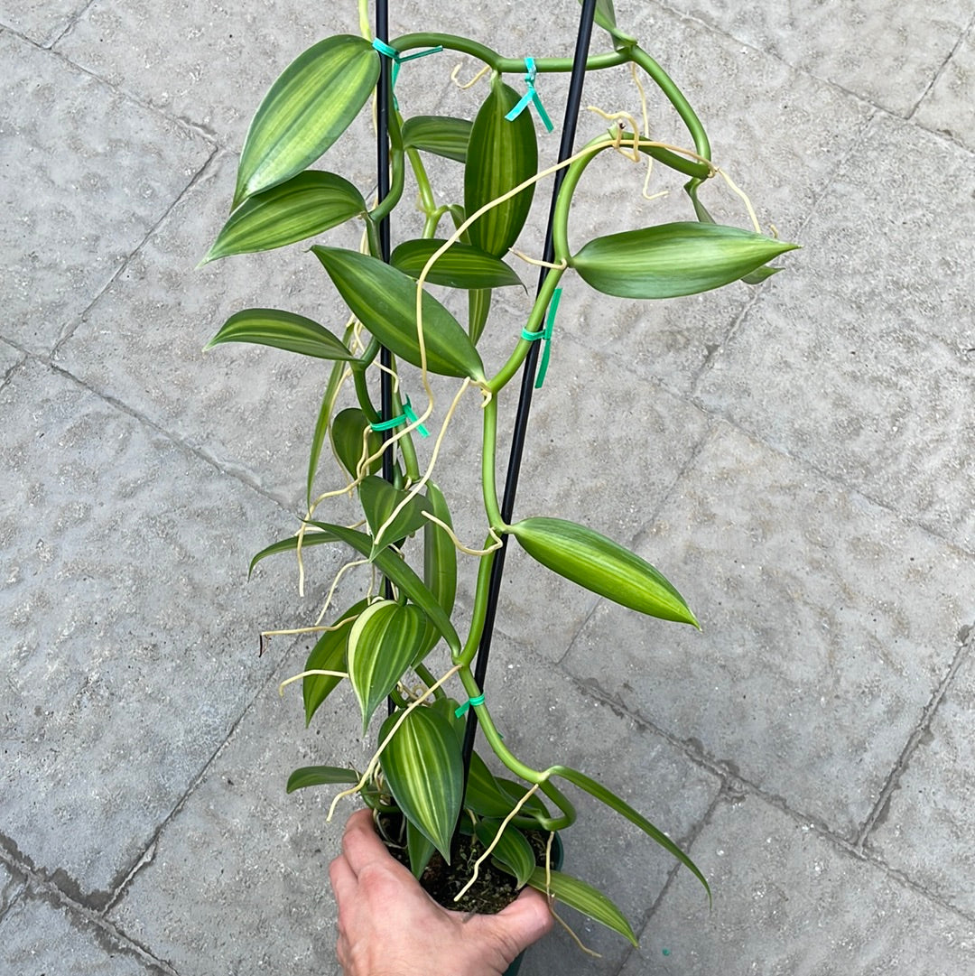 Orchidée Vanille Variegata