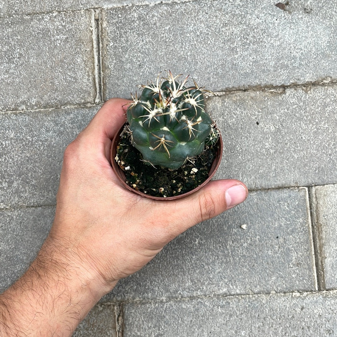 Coryphantha