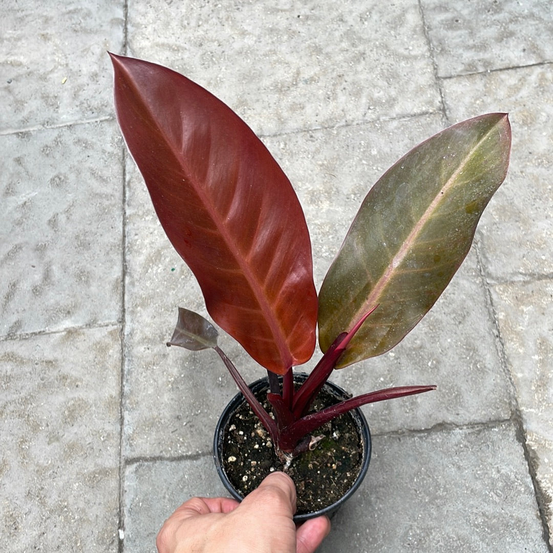 Philodendron Cathaline