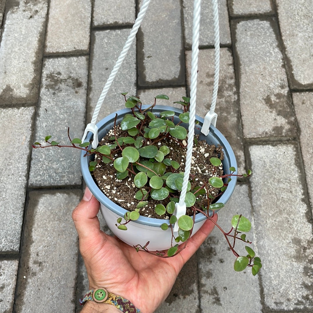 Peperomia Ruby Cascade