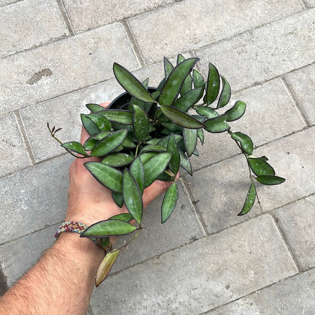 Hoya Rosita