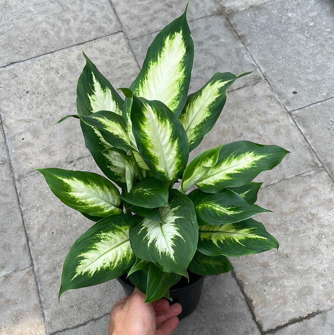 Dieffenbachia Camille