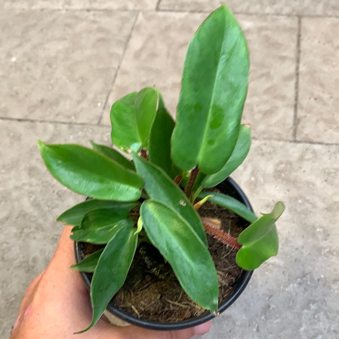 Philodendron Squamiferum
