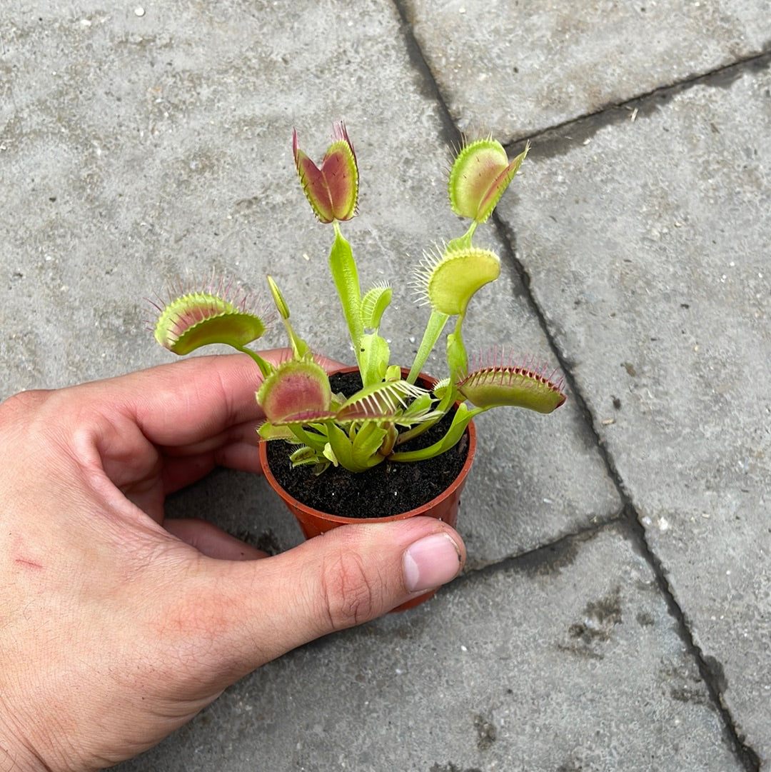 Dionée Venus Fly Trap