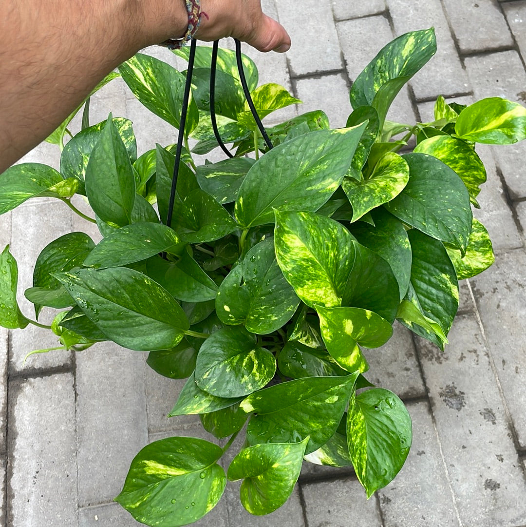 Pothos Golden