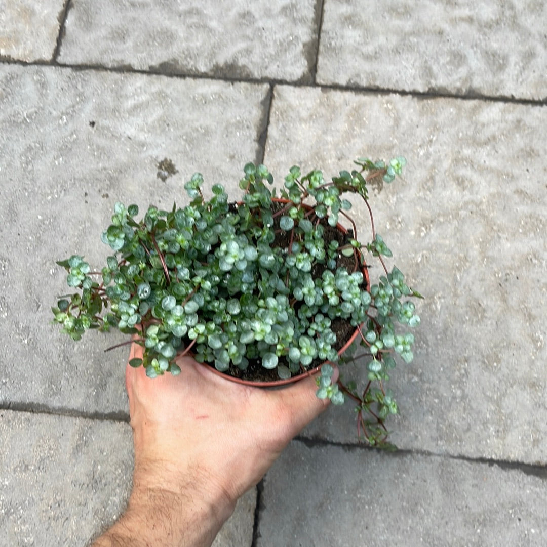 Pilea Aquamarine