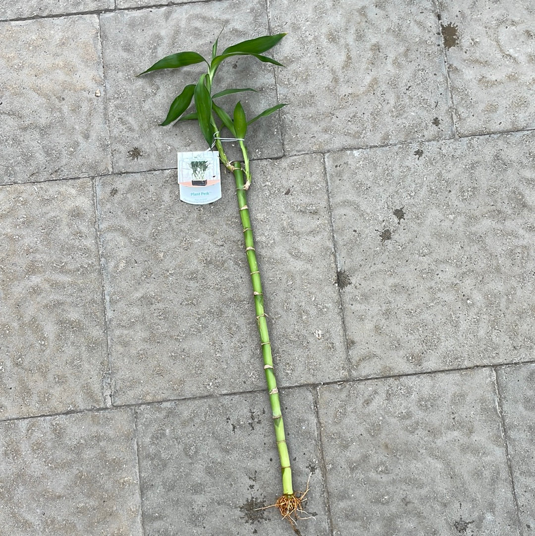 Lucky Bamboo