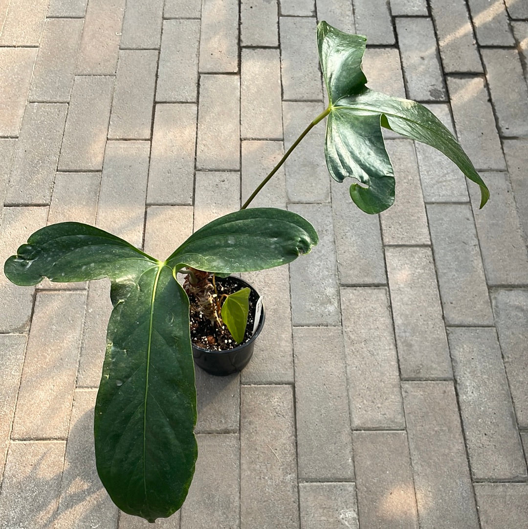 Anthurium Pinkleyi