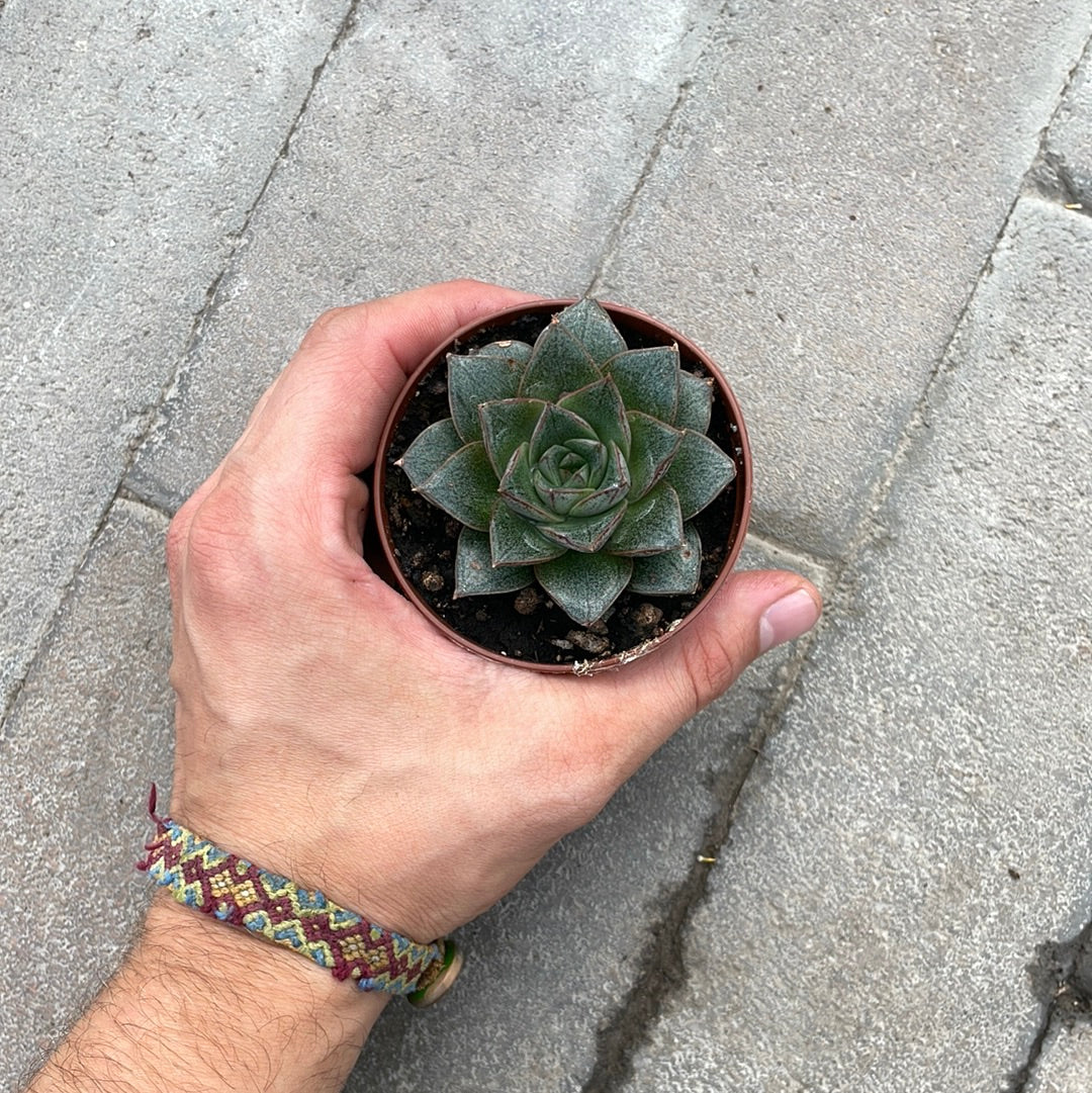 Echeveria Purpusorum