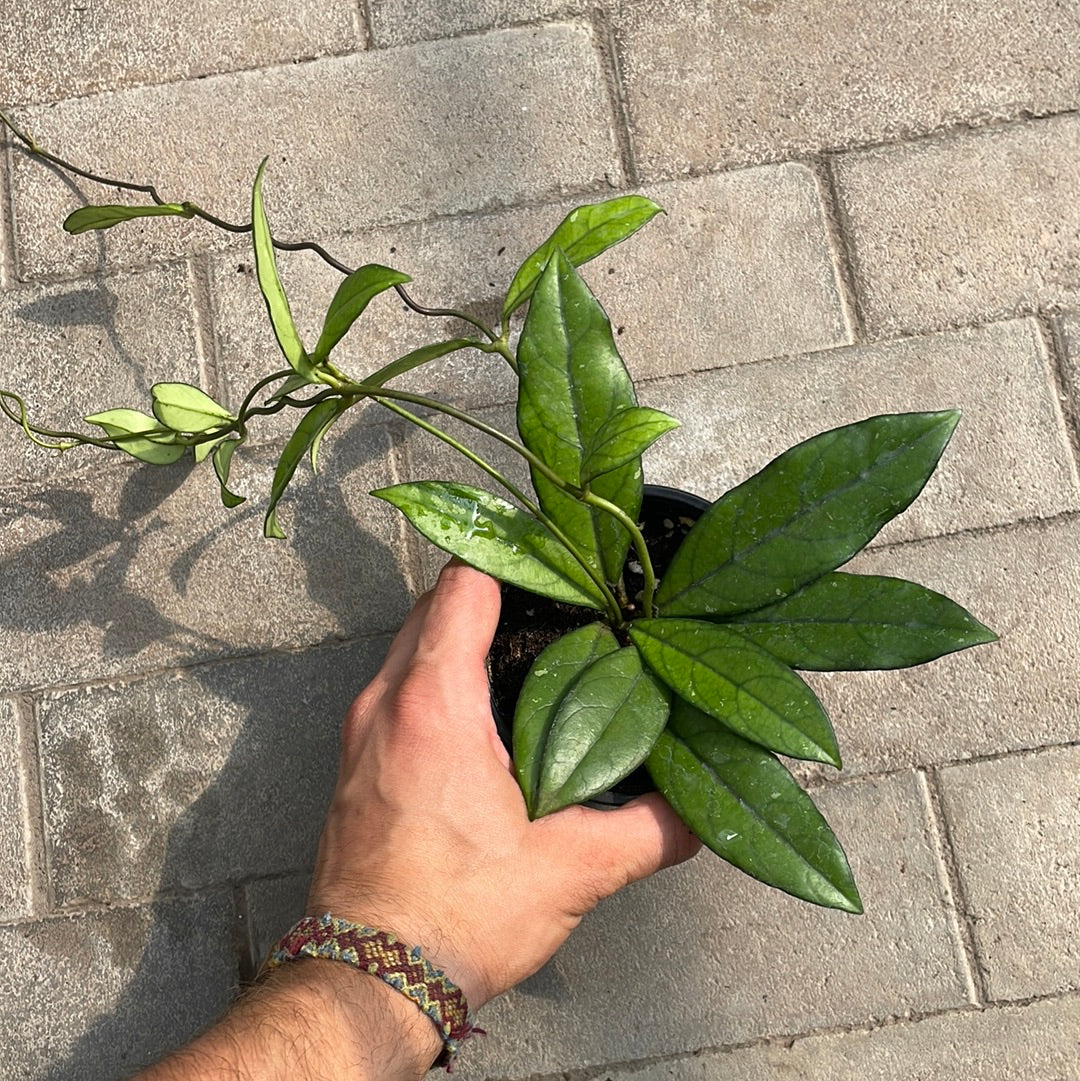 Hoya Crassipetiolata