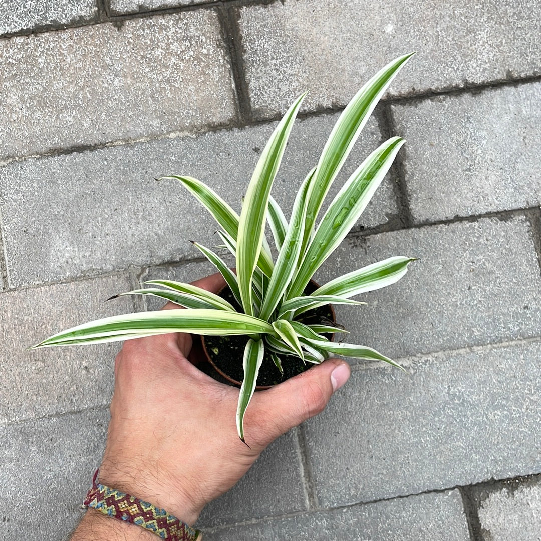 Chlorophytum Blanc et vert ( araignée )