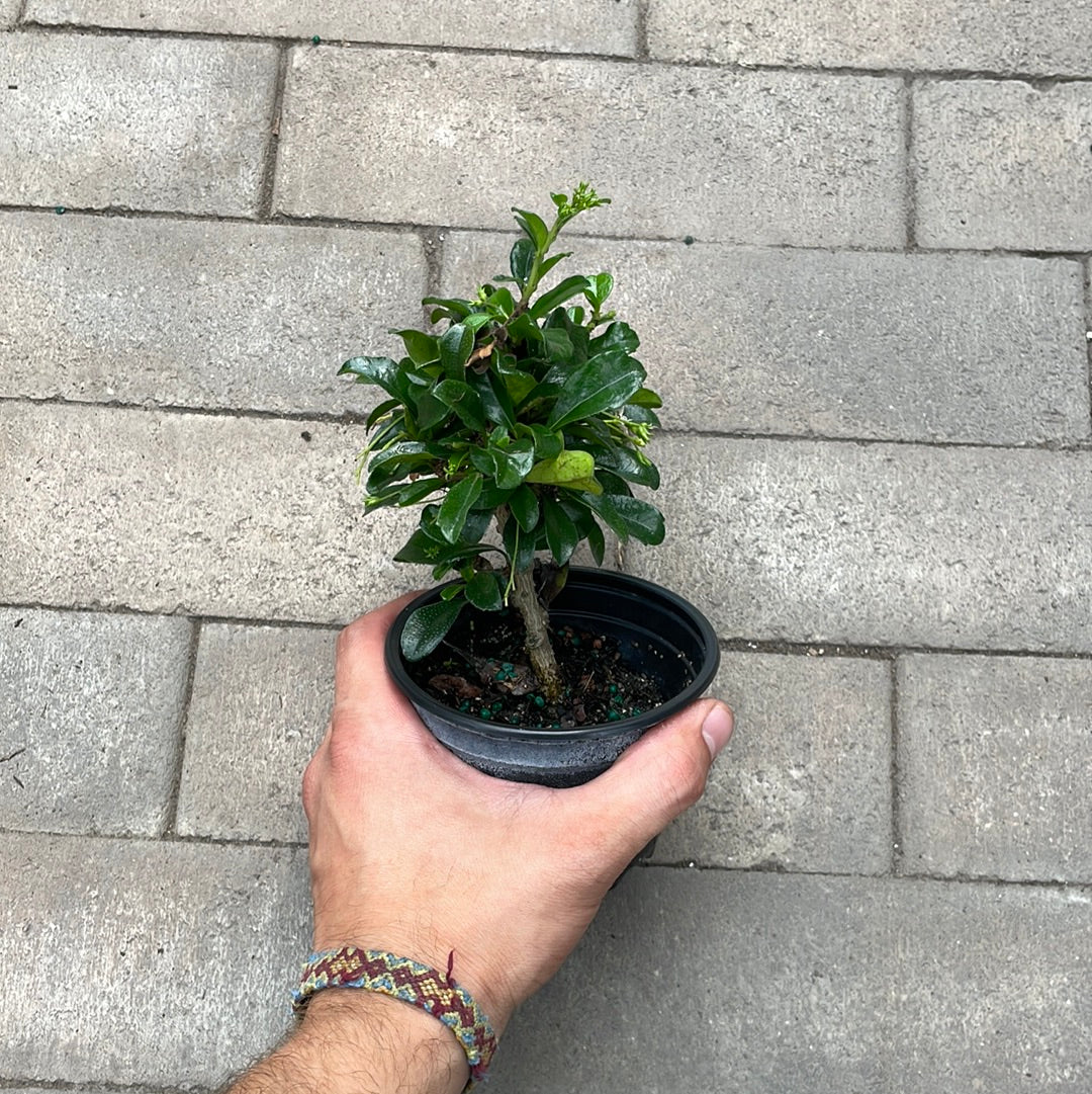 Fukien Tea