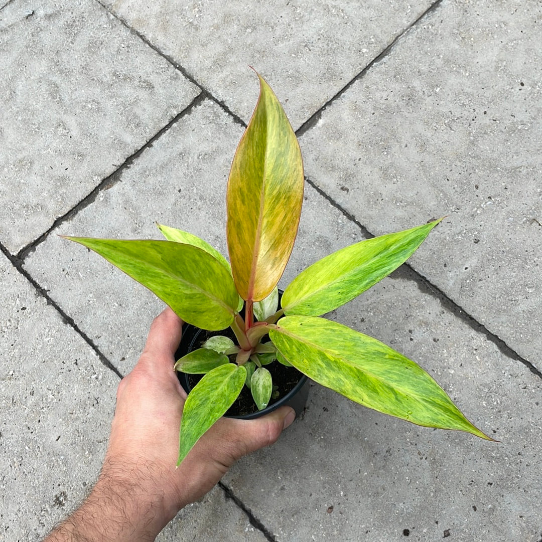 Philodendron Orange Marmalade