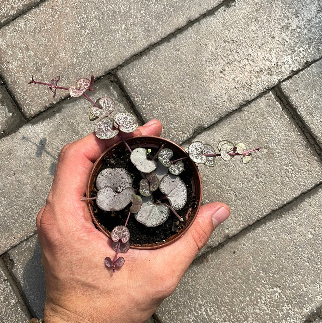 Ceropegia Woodii