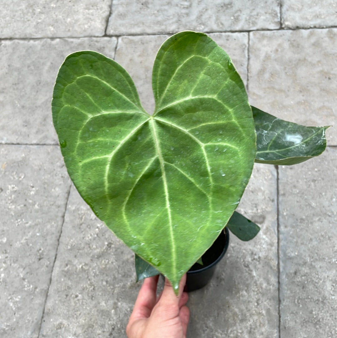Anthurium Pterodactyl