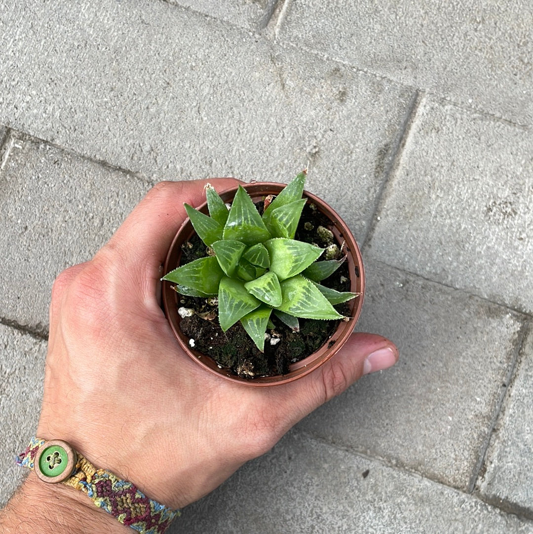 Haworthia Cymbiformis