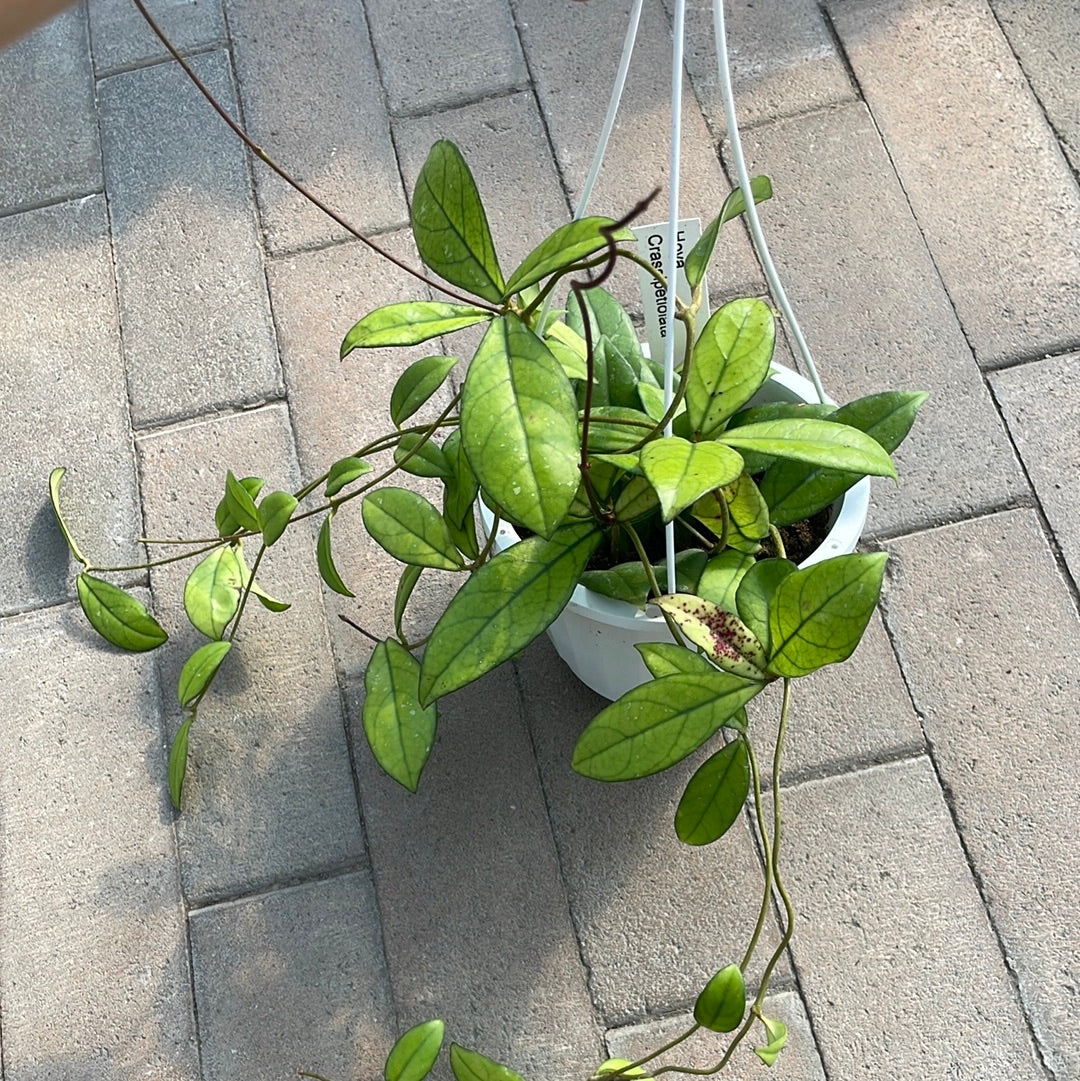 Hoya Crassipetiolata