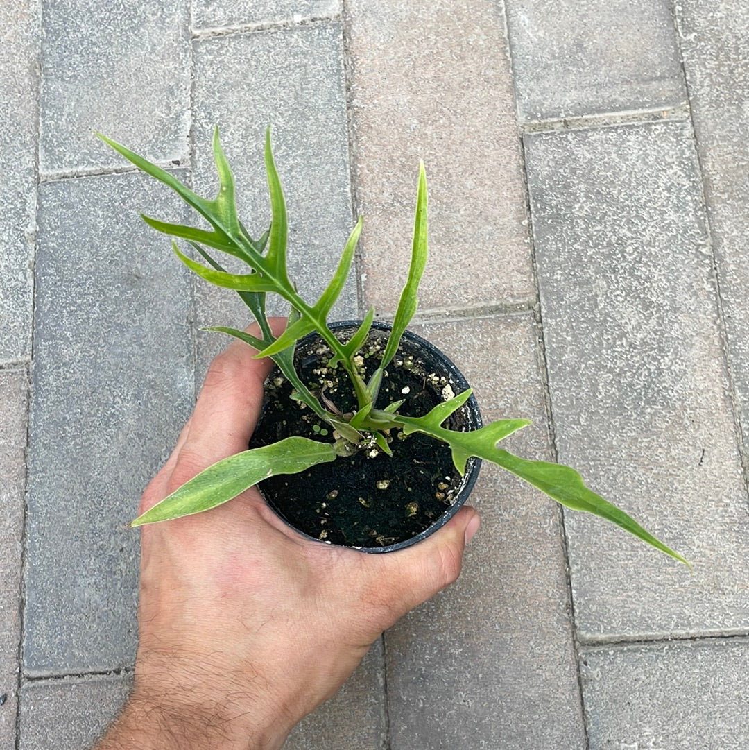 Philodendron Tortum