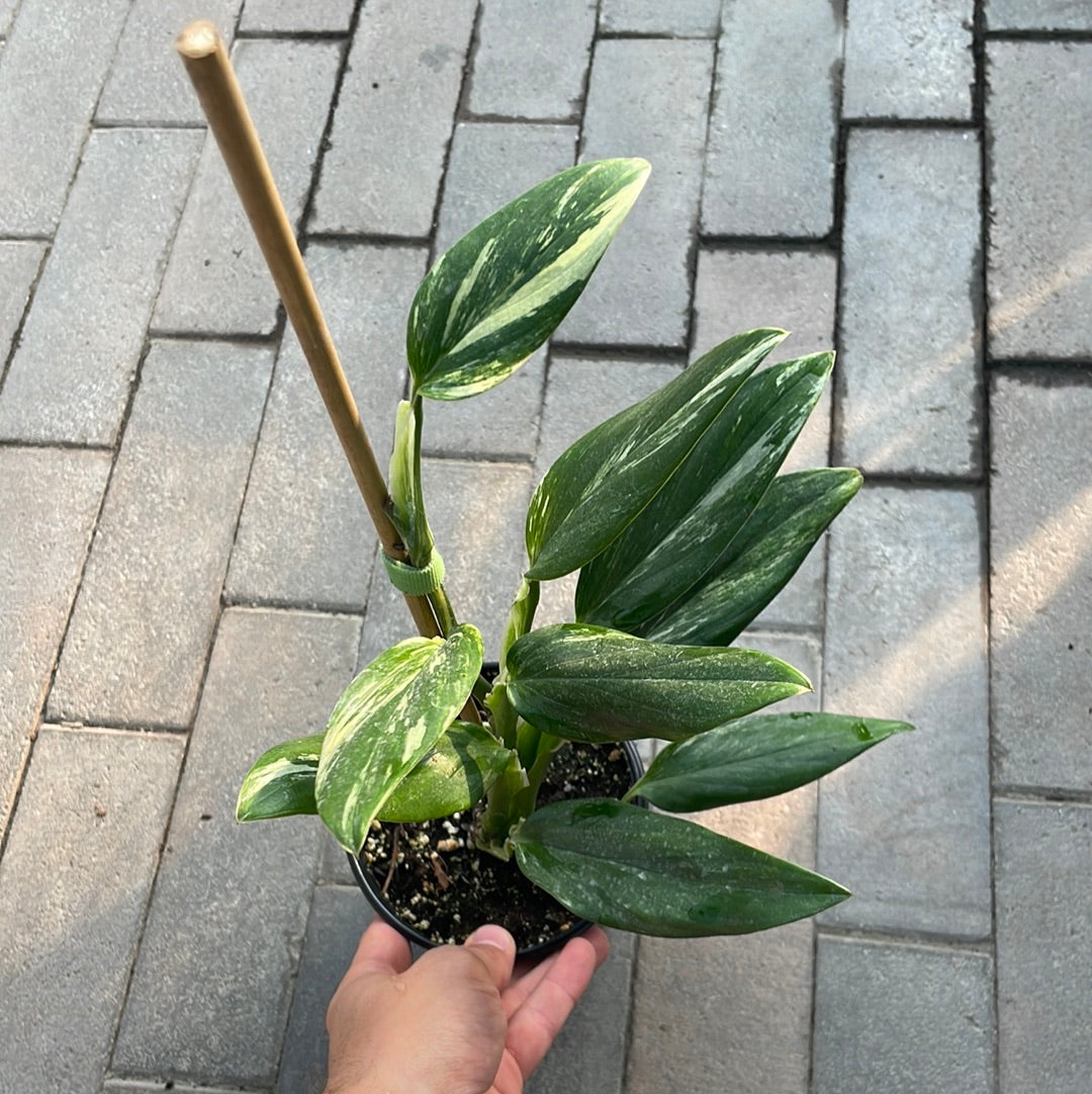 Monstera Stanleyana Variegata