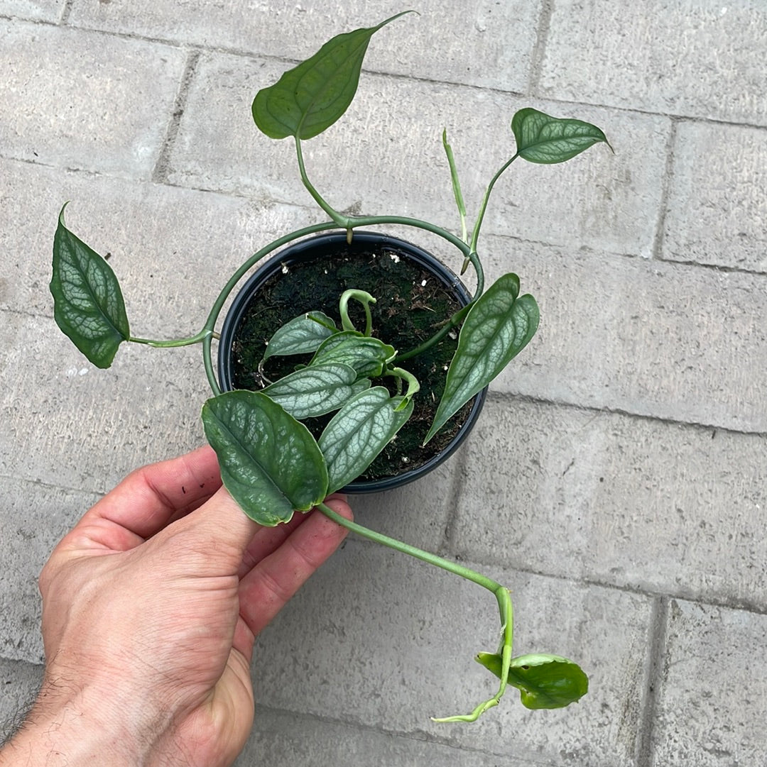 Monstera Siltepecana