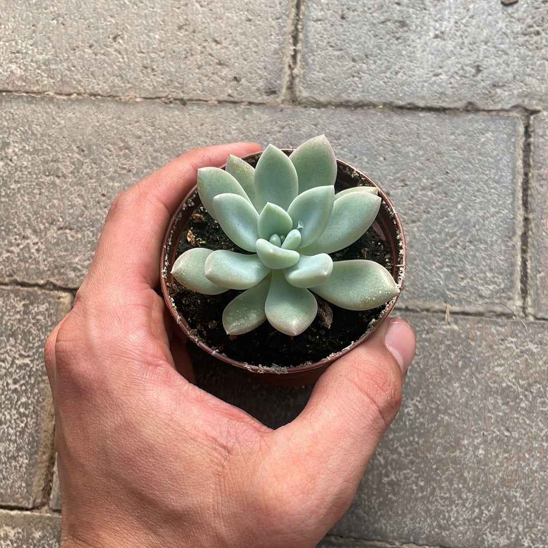 Echeveria Yvonii