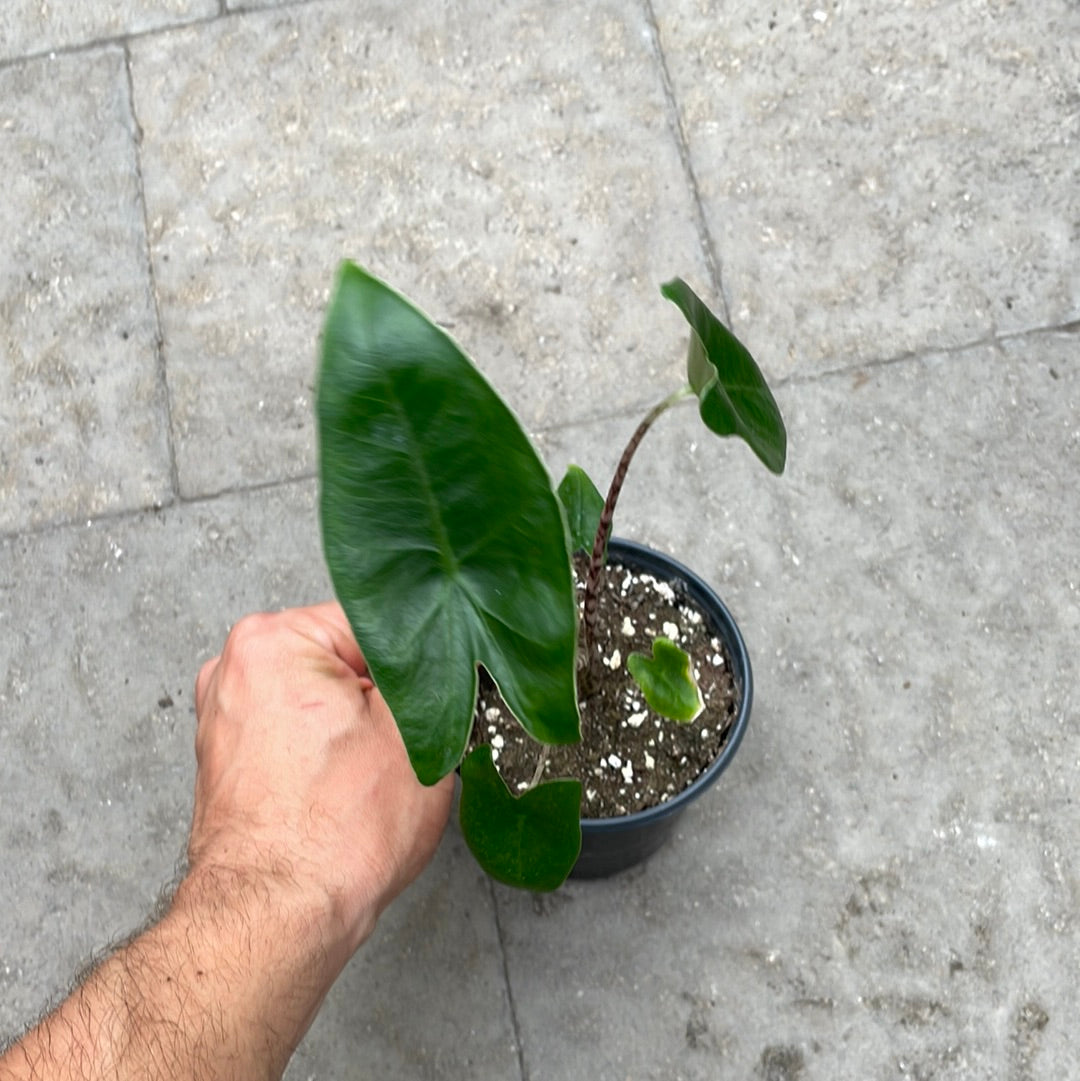 Alocasia Zebrina