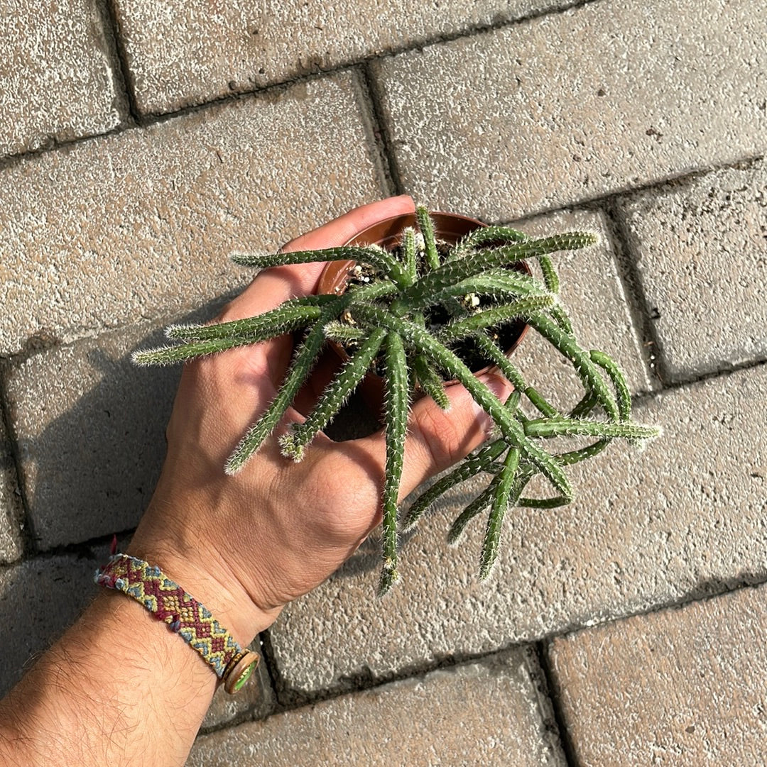 Rhipsallis Horrida