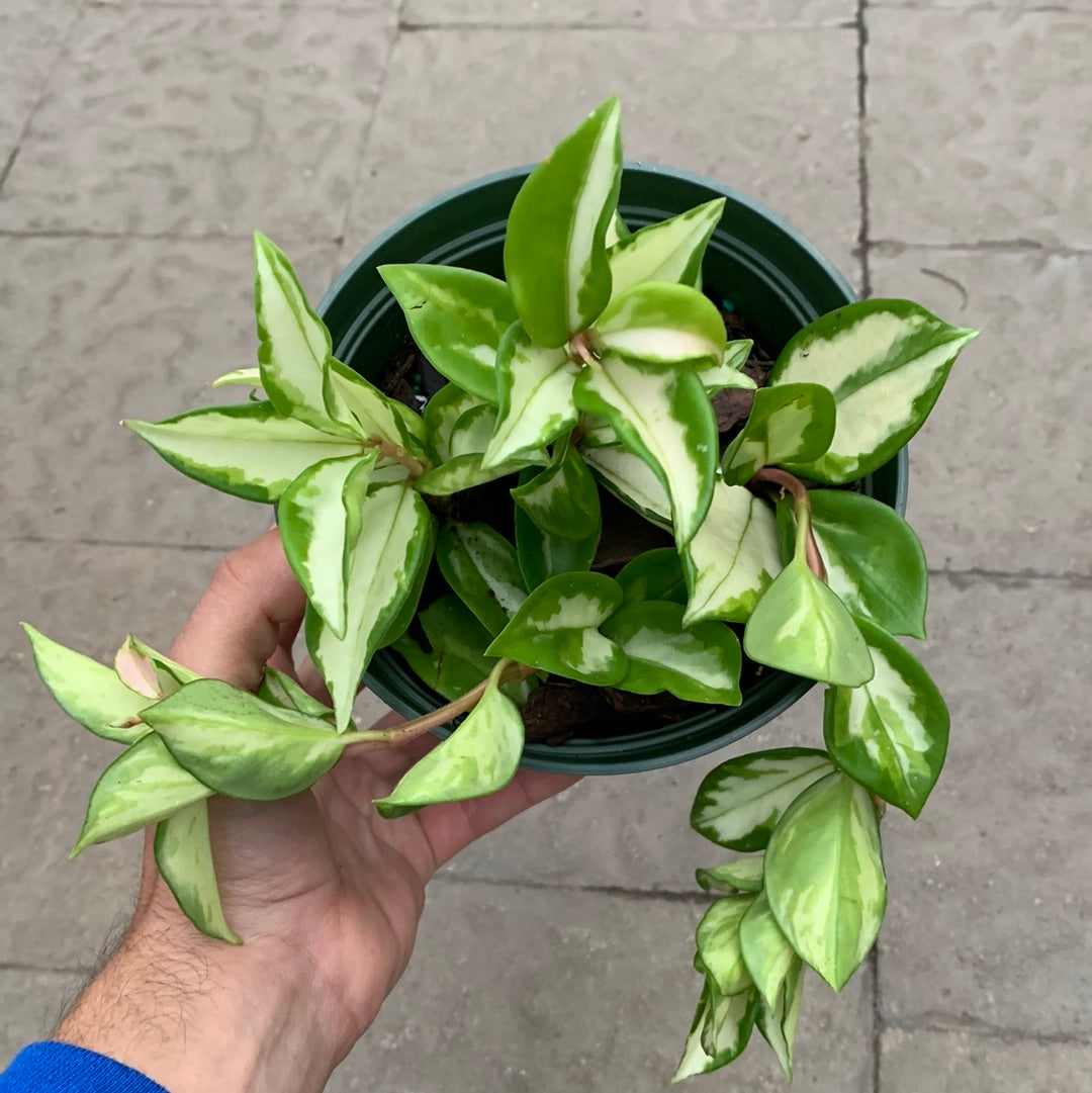 Hoya Carnosa Variegata