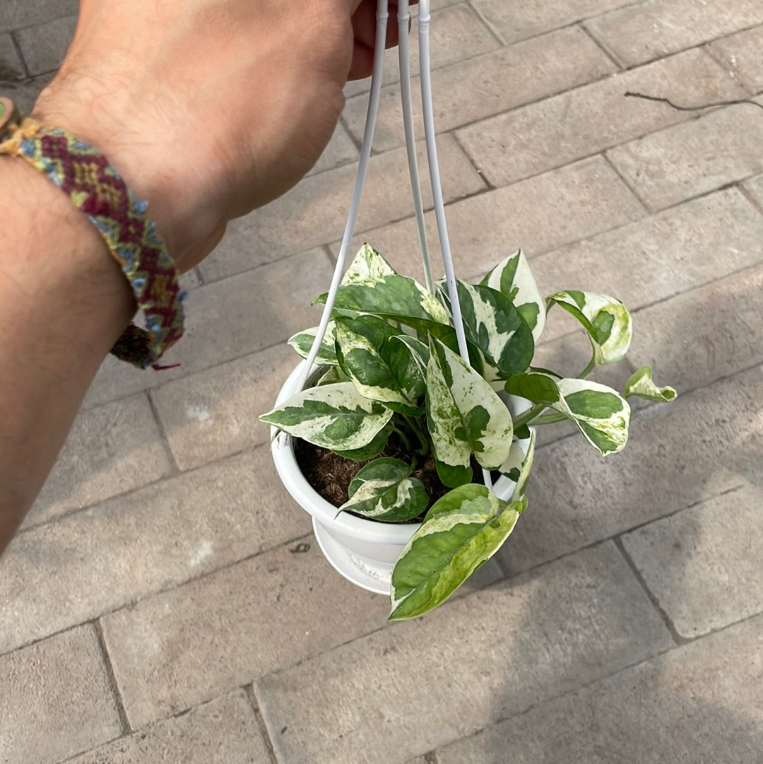 Pothos Pearl N Jade