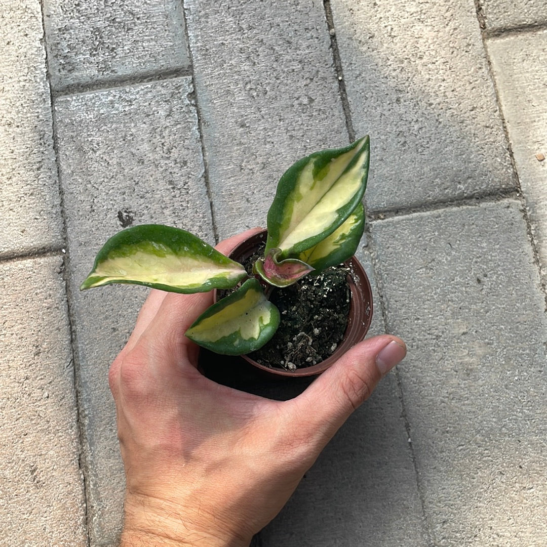 Hoya Carnosa Variegata