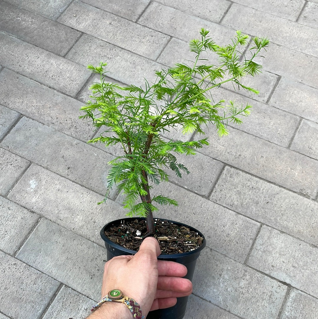 Bald Cypress