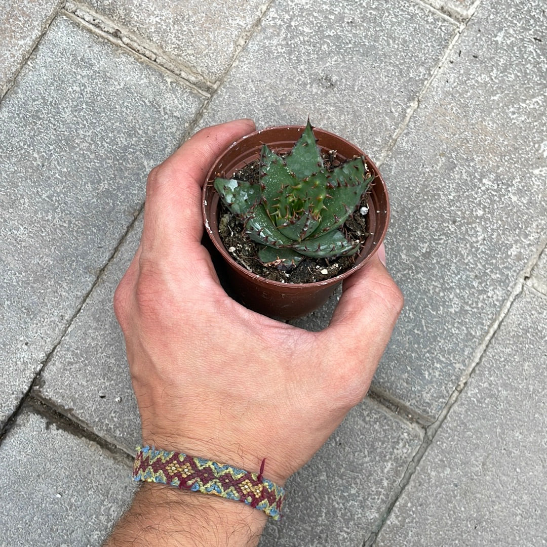 Aloe Broomii
