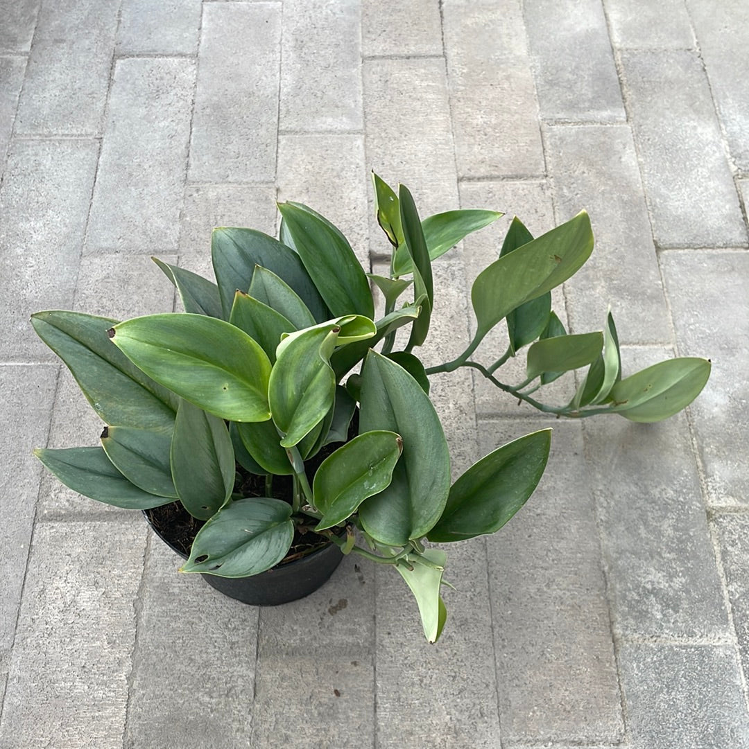 Scindapsus Sterling