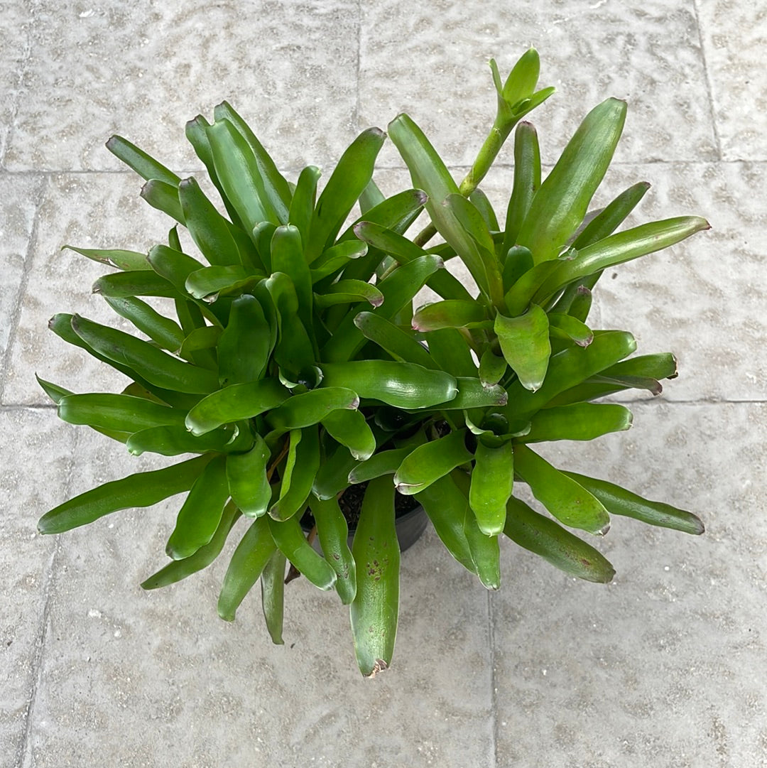 Neoregelia Fireball