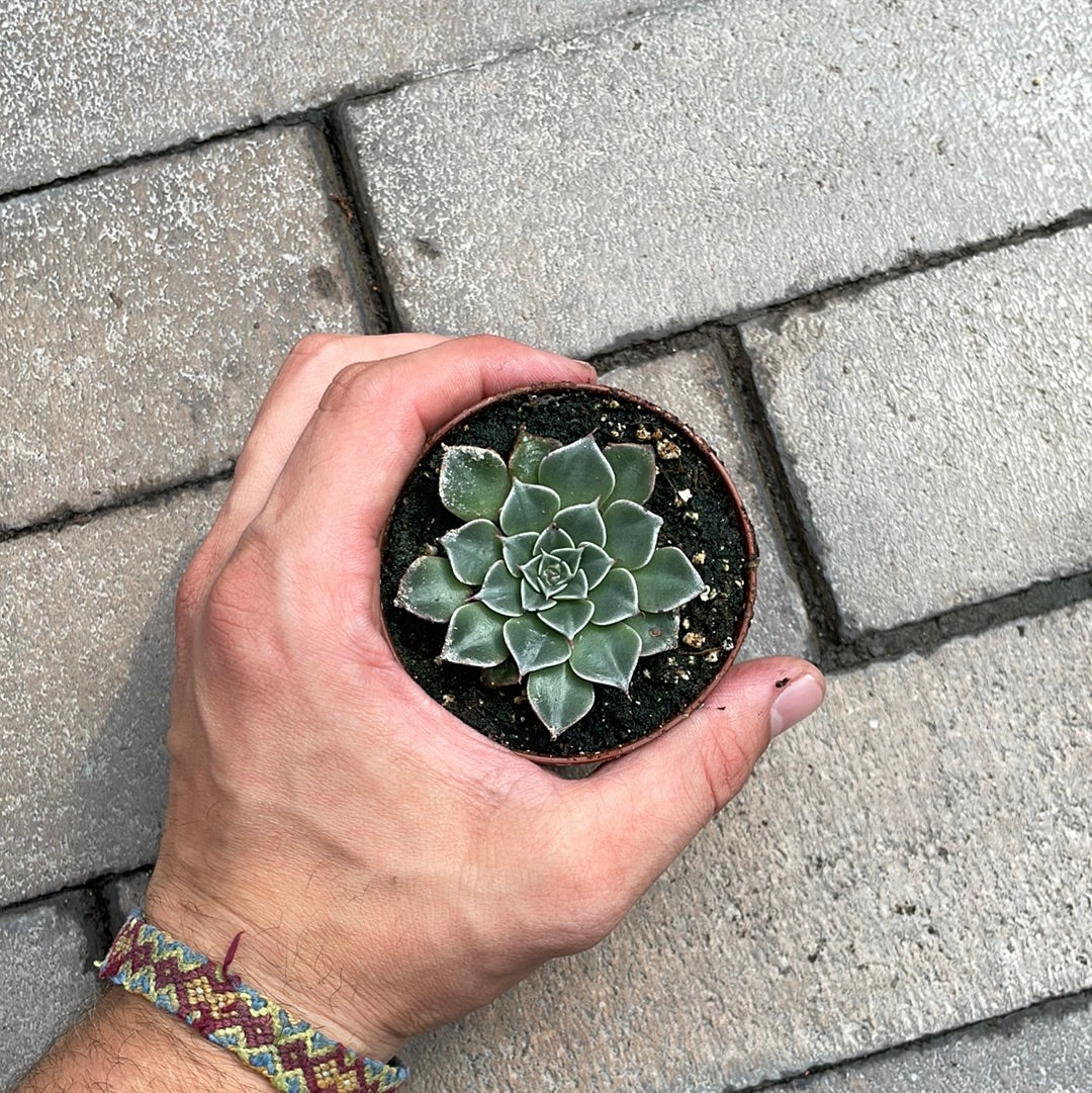 Graptopetalum Bellum Tacitus