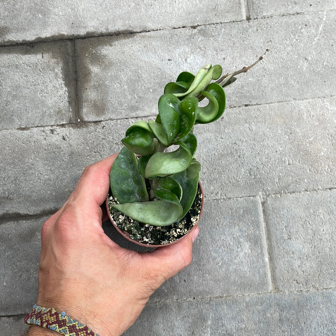 Hoya Compacta
