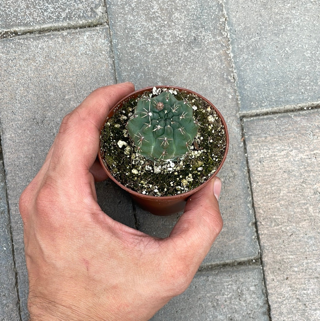 Gymnocalycium Baldianum
