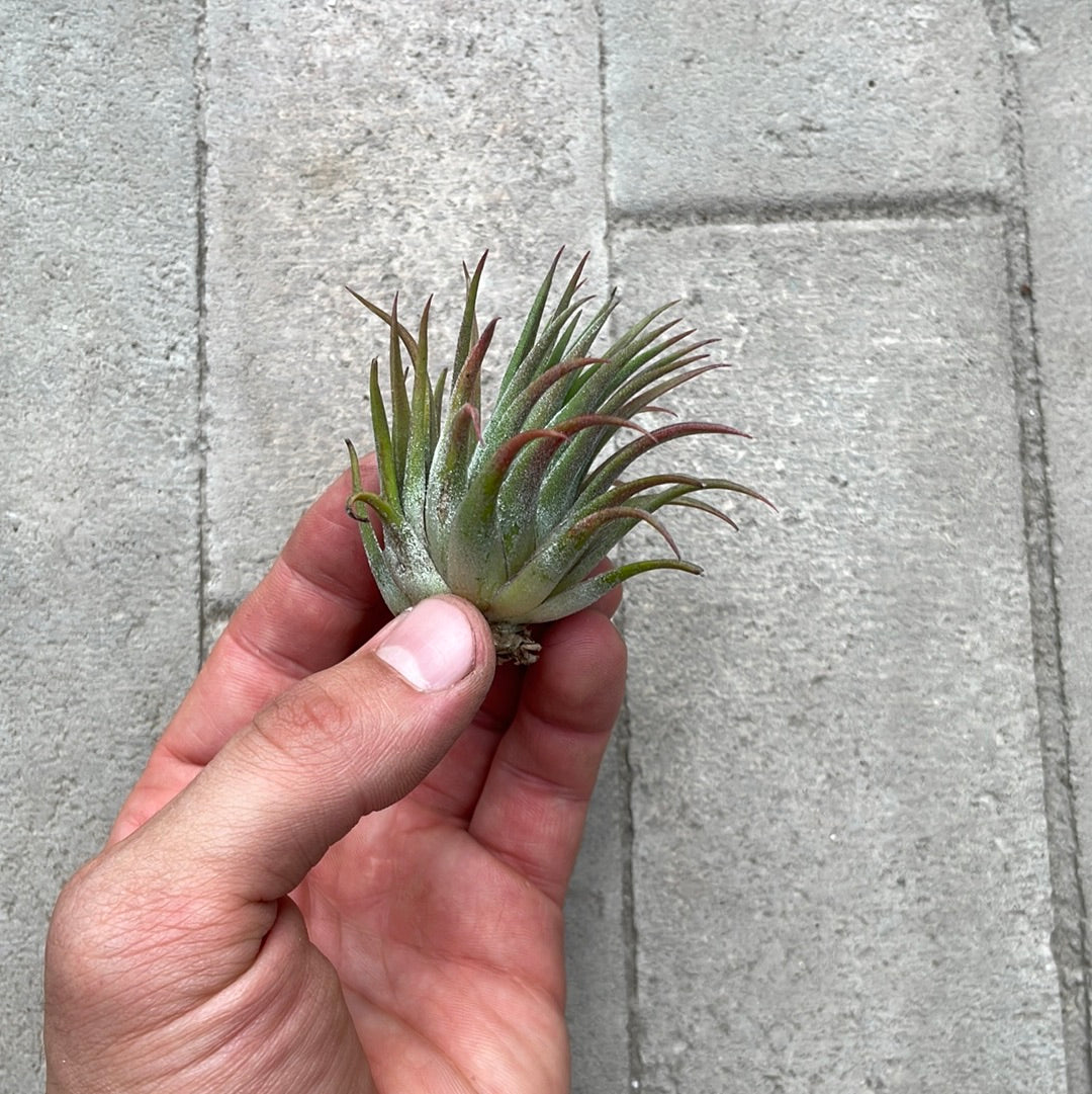 Tillandsias Ionantha Rubra