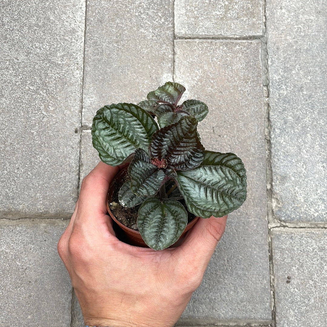 Pilea Involucrata