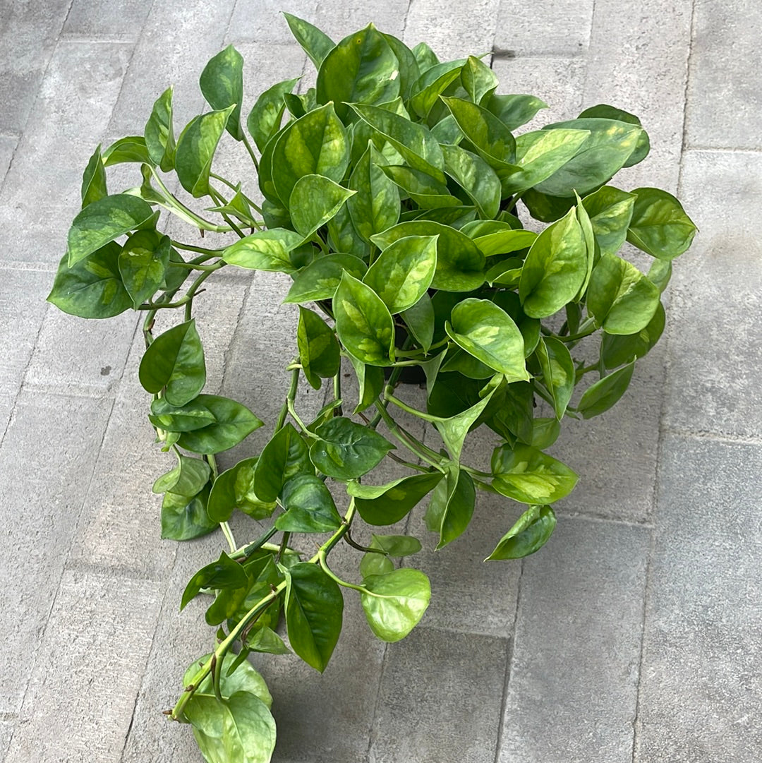 Pothos Global Green