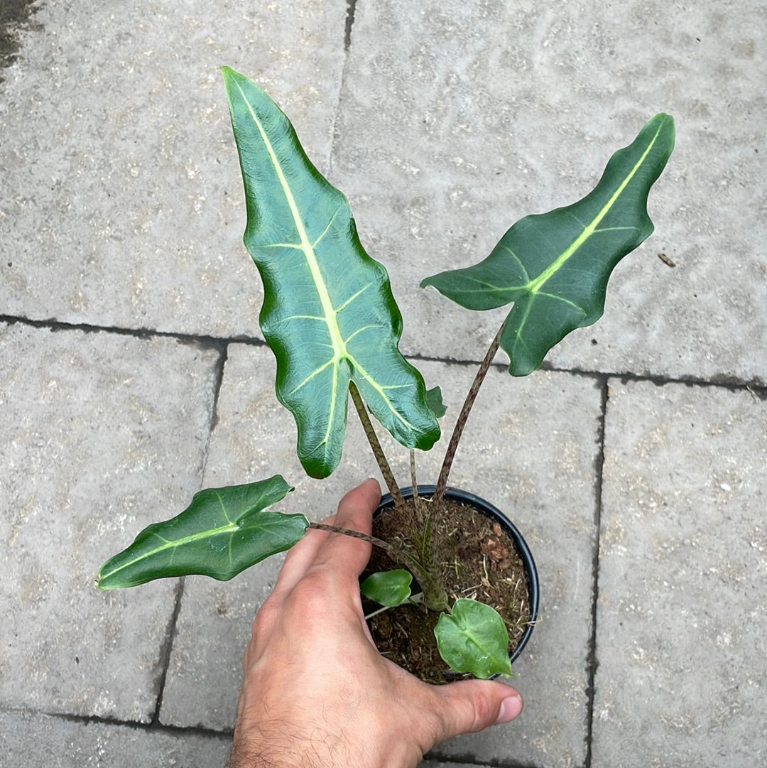 Alocasia Sarian