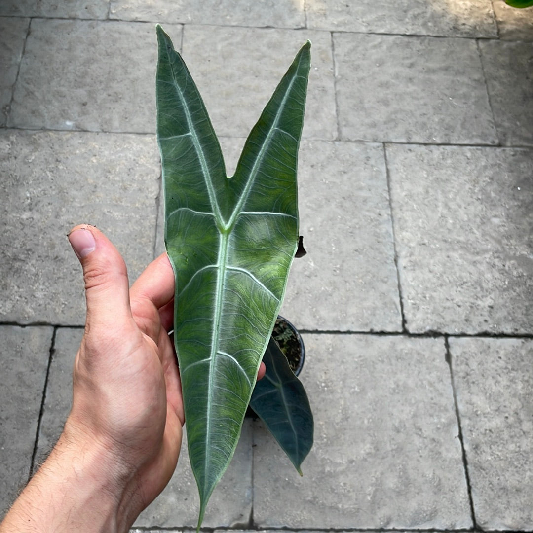 Alocasia Longiloba Silver