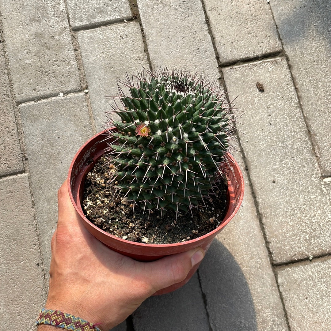 Mammillaria Compressa