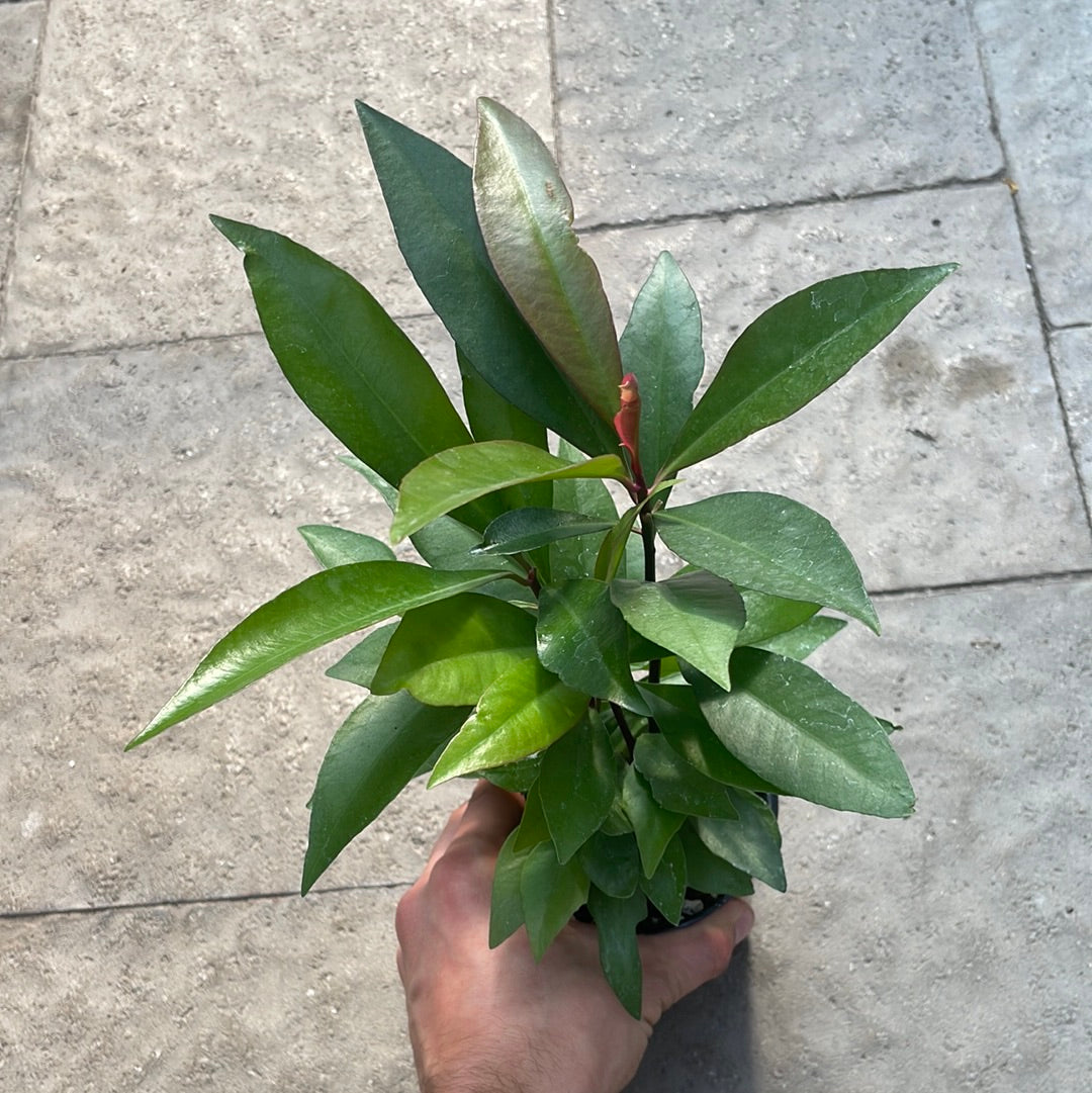 Ardisia