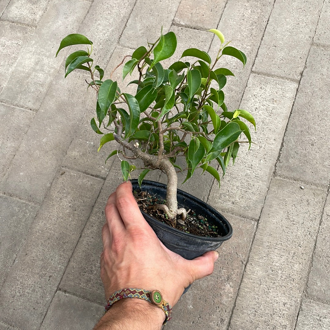 Ficus Wiandi