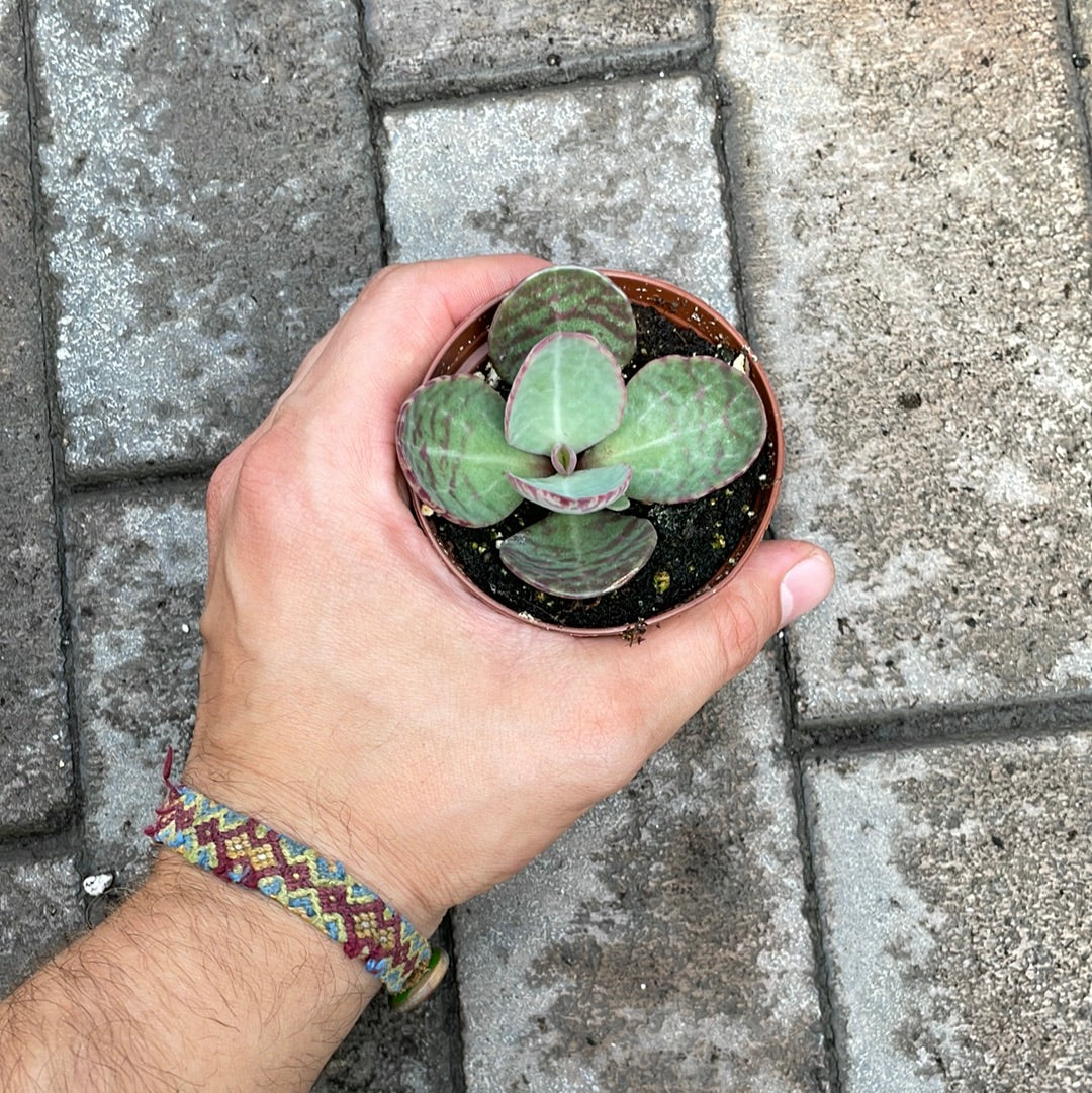 Kalanchoe Humilis